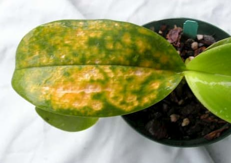 Diseases caused by viruses on orchids