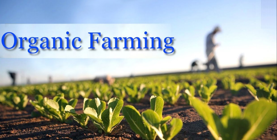 Nano Bạc - Phát triển nông nghiệp bền vững