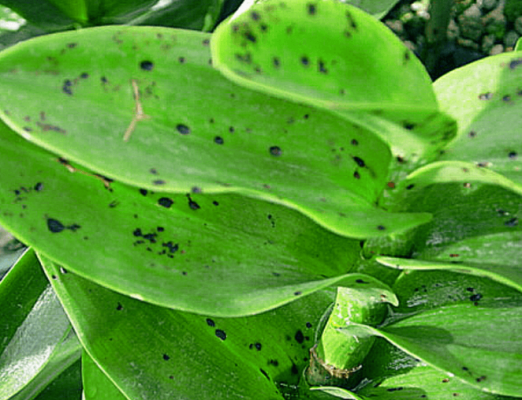 fungal leaf spot disease