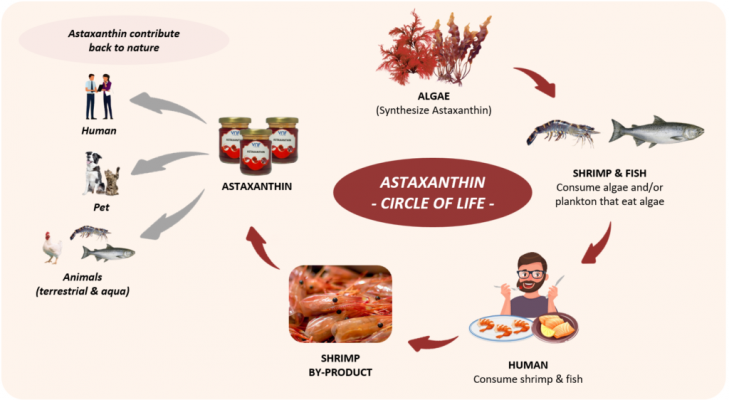 Premium Astaxanthin supplier Premium Astaxanthin supplier