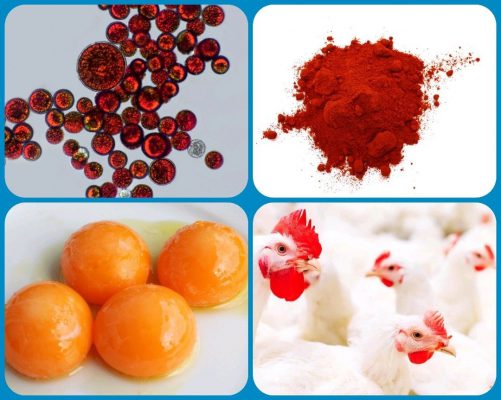 Astaxanthin powder supplier Astaxanthin powder supplier