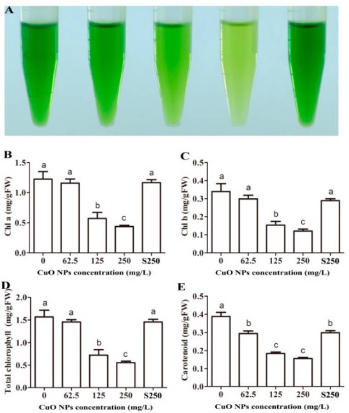 HINH-4 Nano đồng oxit được sử dụng trên cây lúa giống ( Oryza Sativa L.) và các phản ứng sinh lý