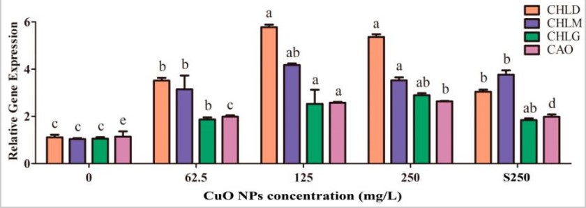 HINH-5 Nano đồng oxit được sử dụng trên cây lúa giống ( Oryza Sativa L.) và các phản ứng sinh lý