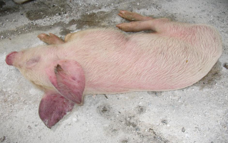Nano-bac-tieu-diet-virus-gay-benh-heo-tai-xanh-PRRS Nanoparticles for livestocks