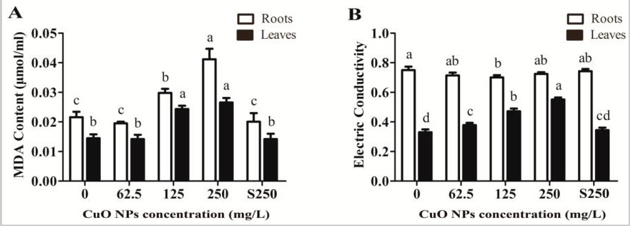 hINH-2 Nano đồng oxit được sử dụng trên cây lúa giống ( Oryza Sativa L.) và các phản ứng sinh lý