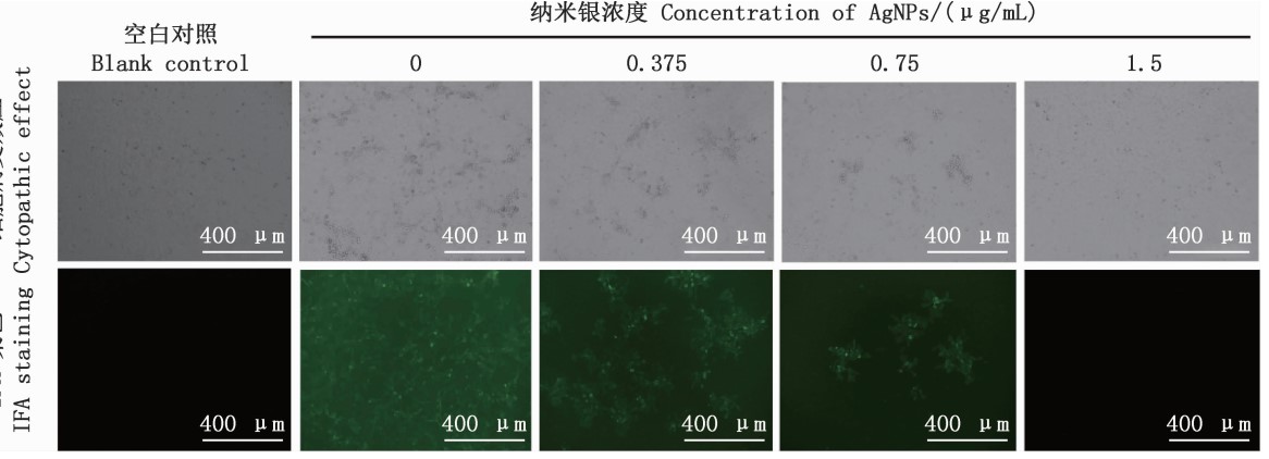 hinh-4-2 Nano silver kills the virus that causes blue ear disease (PRRS)