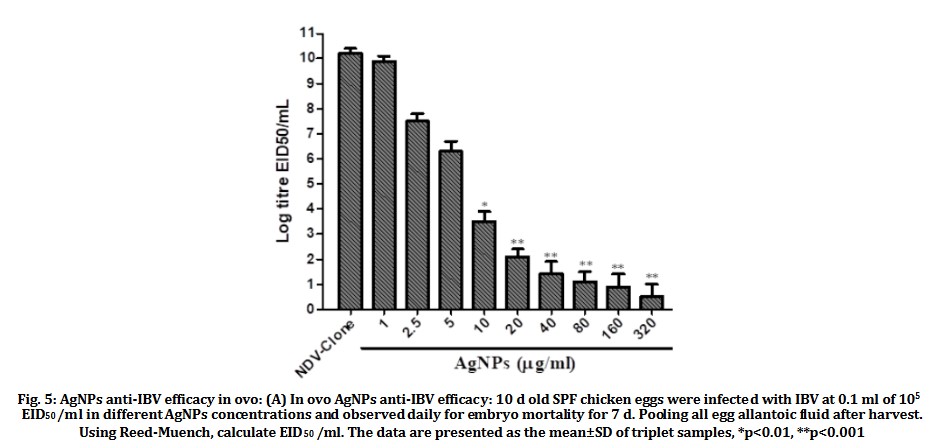 hinh-5-3 Nano silver inhibits infectious bronchitis virus in chickens (IB virus)