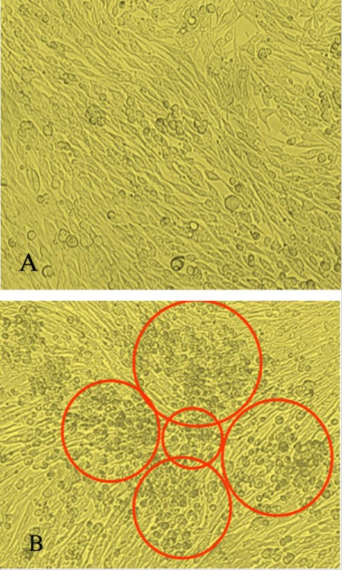 hinh-7 Nano silver kills the virus that causes foot and mouth disease (FMDV) in pigs, cows...