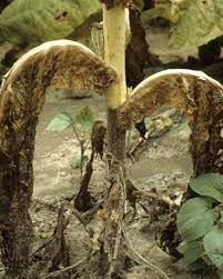 Nano-dong-CuO-diet-nam-Phytophthora-nicotianae-gay-benh-den-than Nano trong nông nghiệp