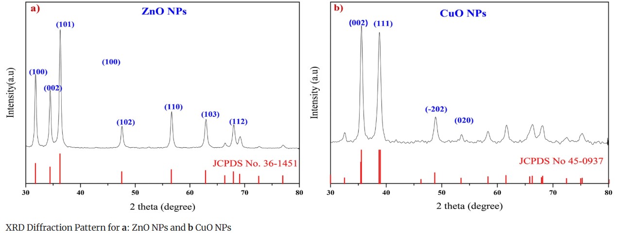 hinh-2 Nano đồng kết hợp với nano kẽm trị bệnh mốc sương trên khoai tây