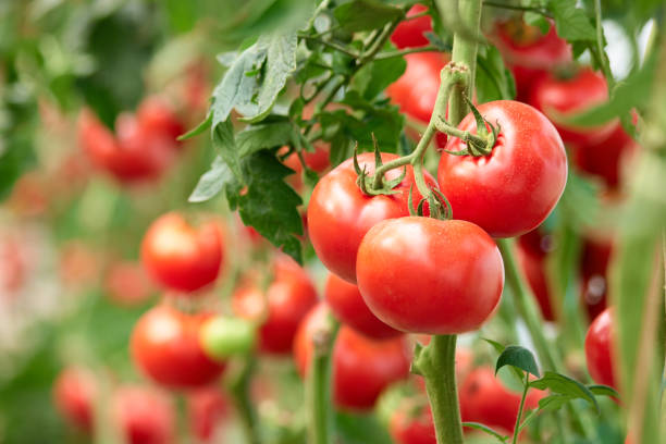 nano-dong-CuO-tri-benh-thoi-re-tren-cay-ca-chua-do-nam-fusarium-gay-ra Nano trong nông nghiệp