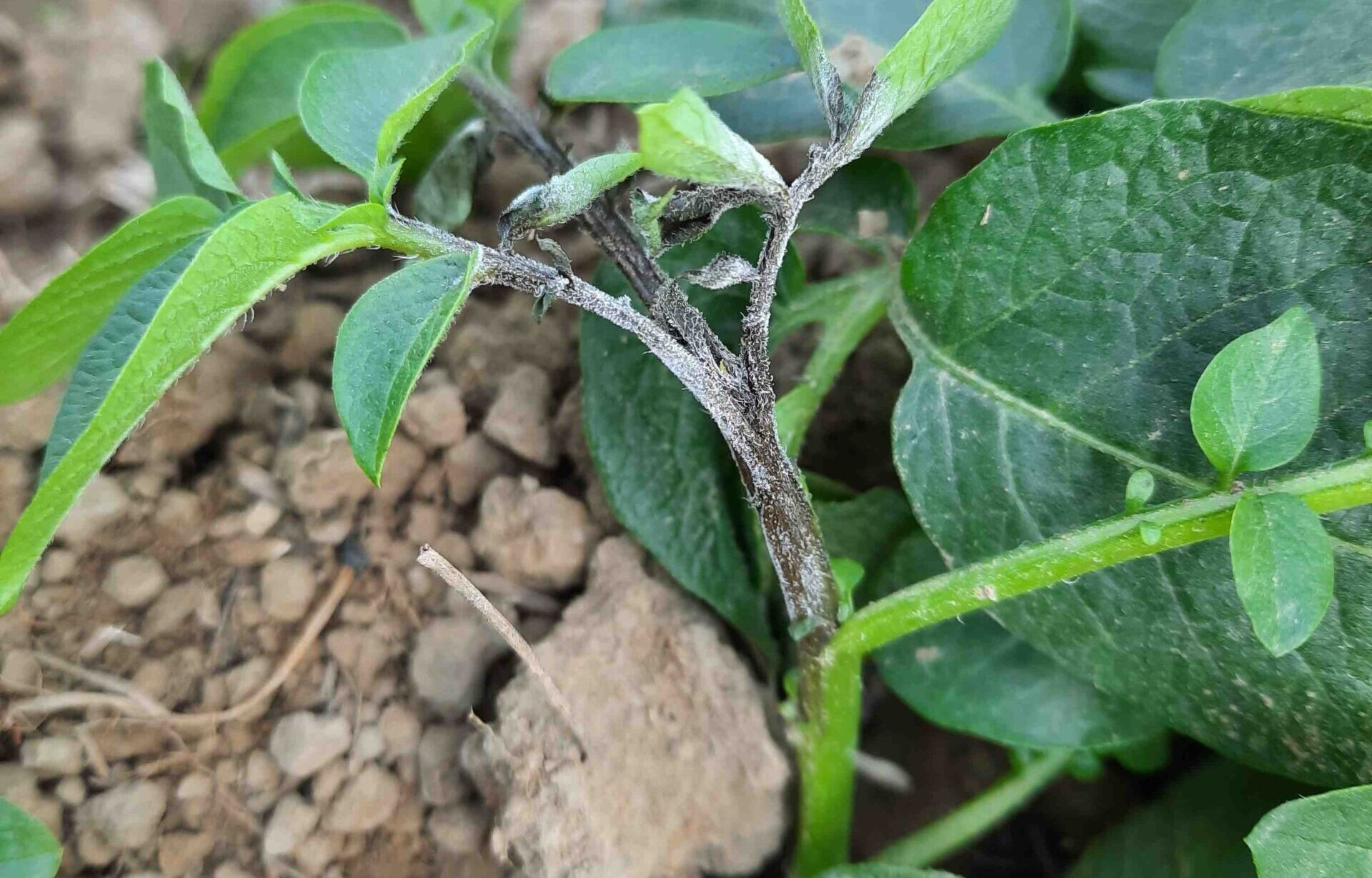 nano-dong-tri-benh-moc-suong-khoai-tay Nano trong nông nghiệp